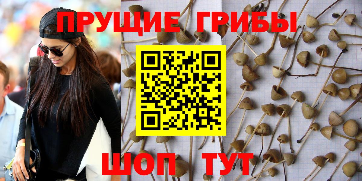 как найти закладки  Вход с VPN  Псилоцибиновые грибы ЛСД  Ржев  Псилоцибиновые грибы Cubensis 